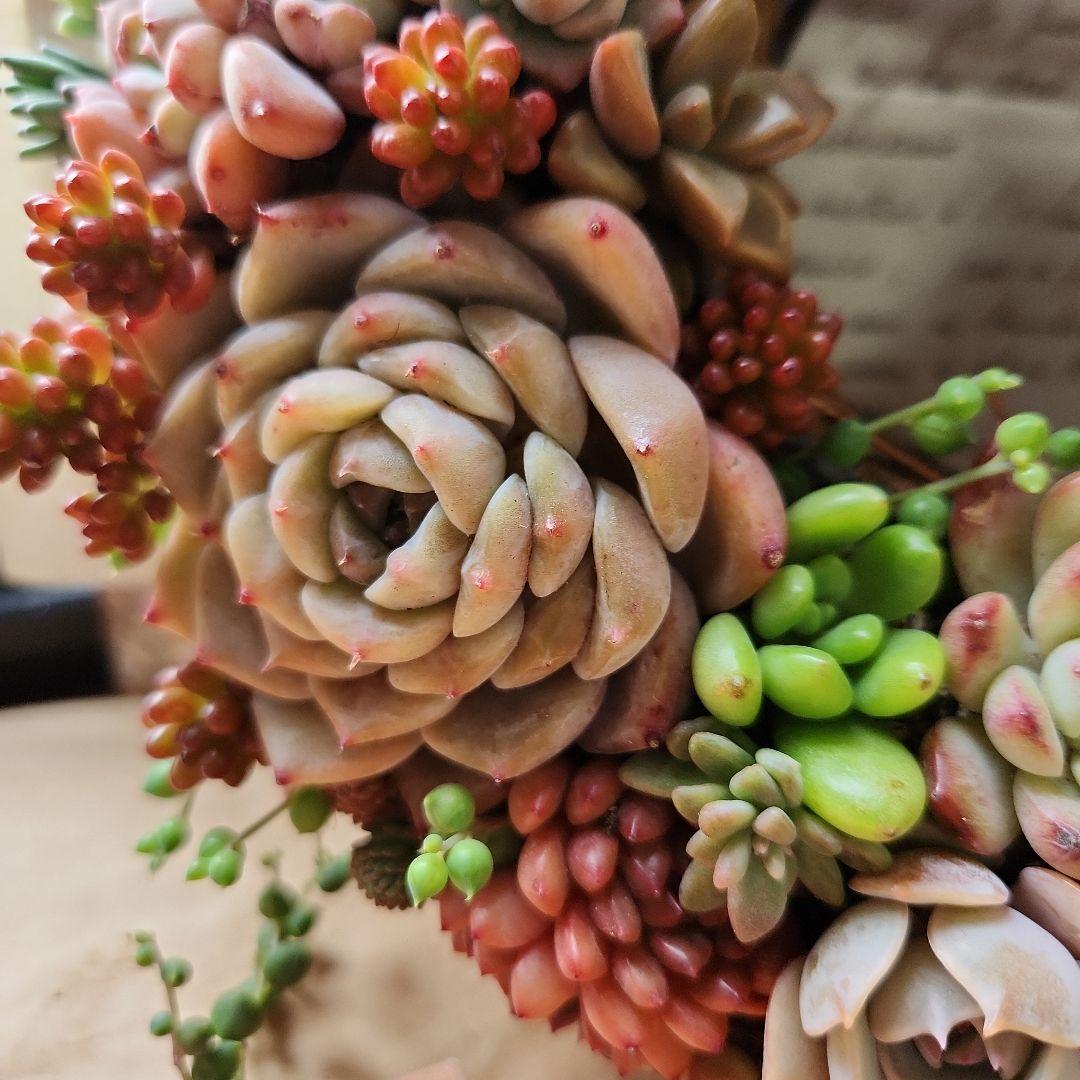 多肉植物寄せ植え　そのまま飾れる　ほんのり赤いリース:*♪