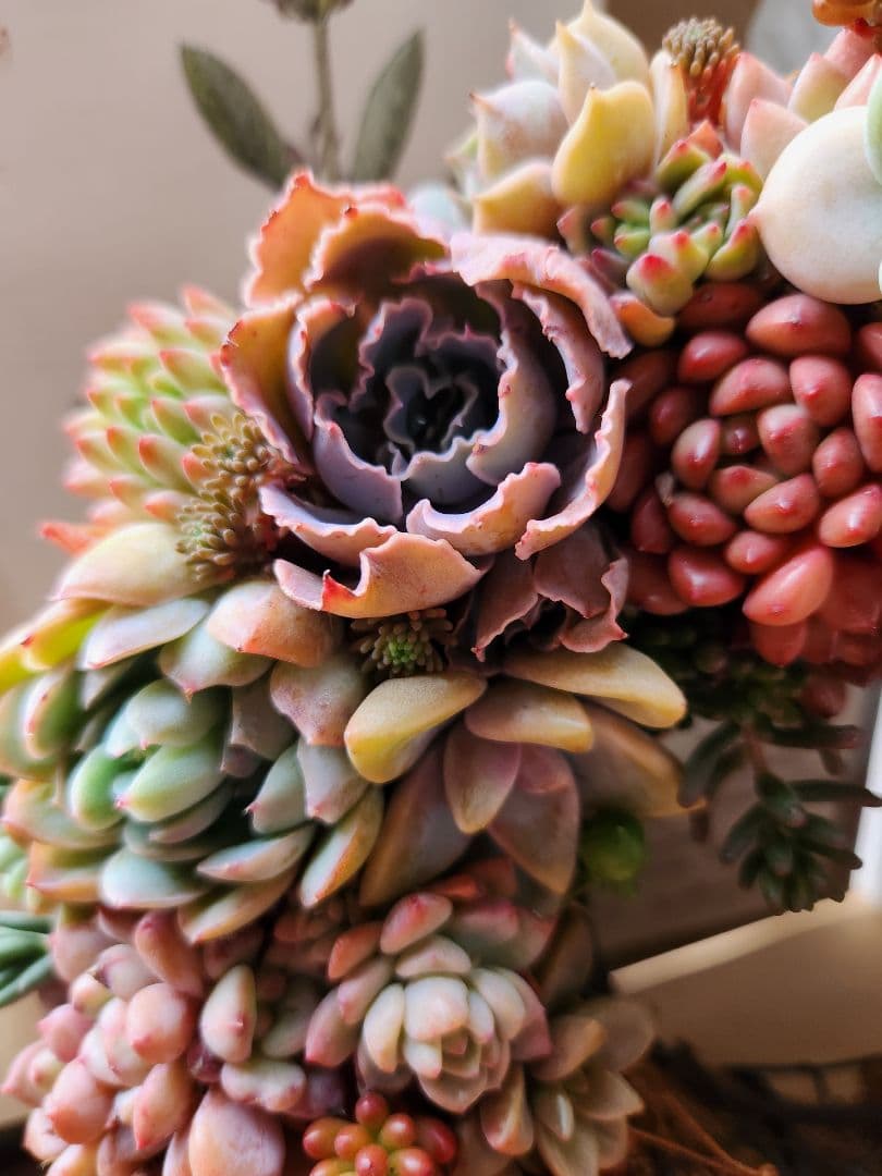 多肉植物寄せ植え　そのまま飾れる　ほんのり赤いリース:*♪