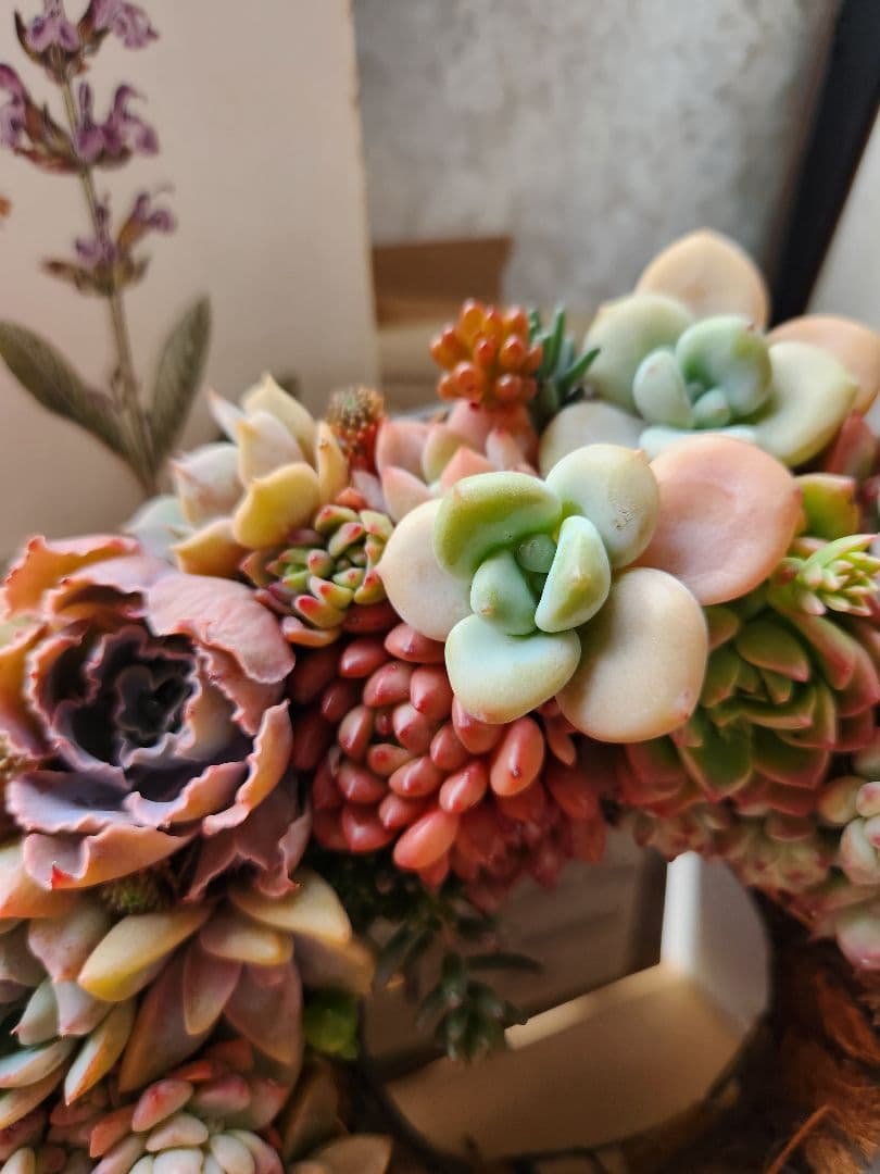 多肉植物寄せ植え　そのまま飾れる　ほんのり赤いリース:*♪