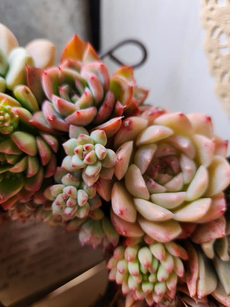 多肉植物寄せ植え　そのまま飾れる　ほんのり赤いリース:*♪