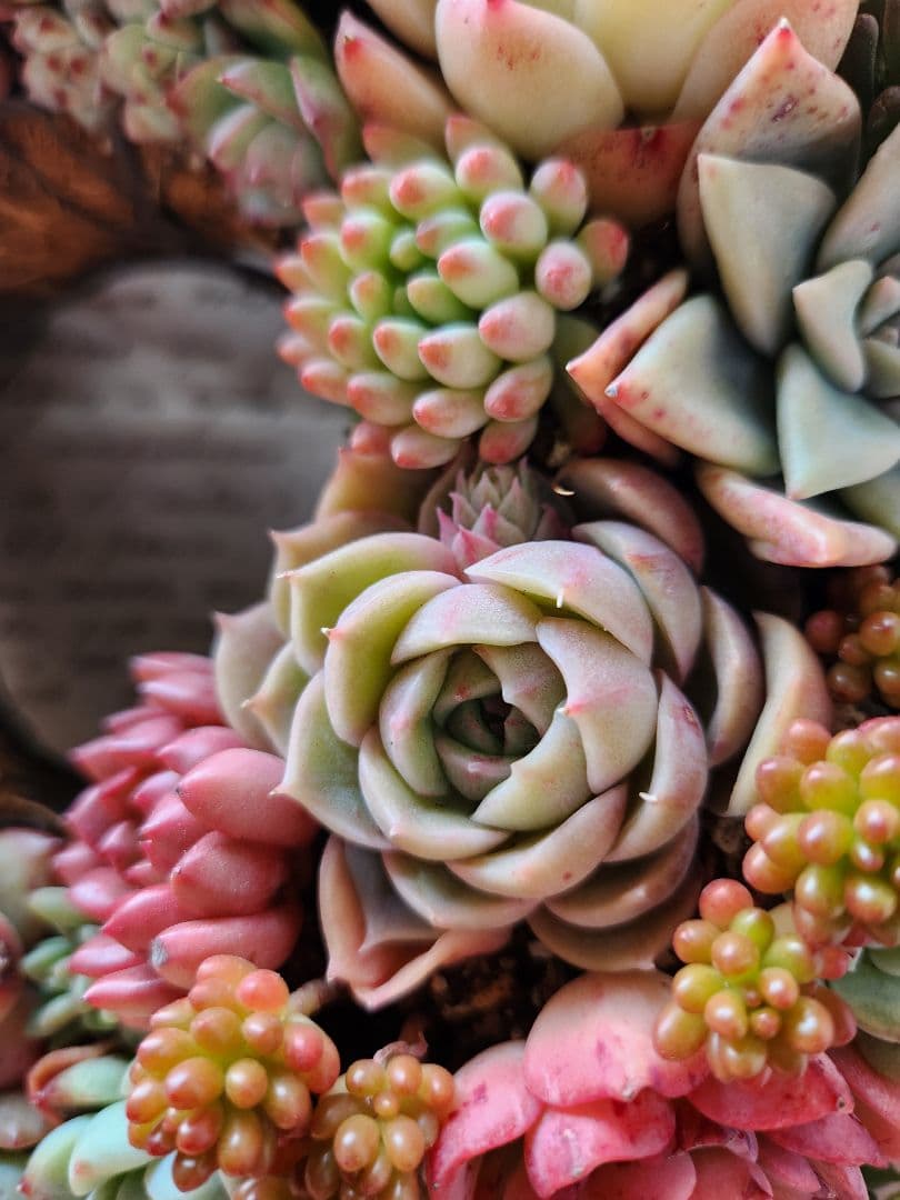 多肉植物寄せ植え　そのまま飾れる　ほんのり赤いリース:*♪