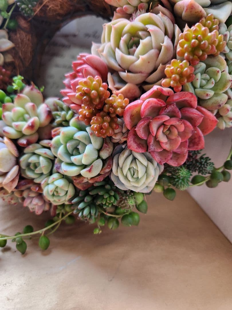 多肉植物寄せ植え　そのまま飾れる　ほんのり赤いリース:*♪