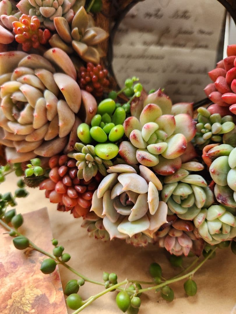 多肉植物寄せ植え　そのまま飾れる　ほんのり赤いリース:*♪