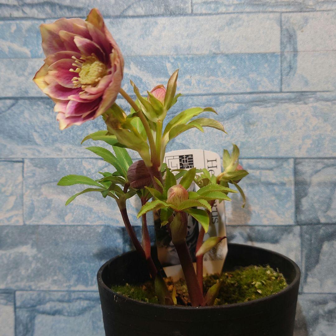 ☀️ クリスマスローズ開花株☀️ 4号ロング鉢植え ☀️