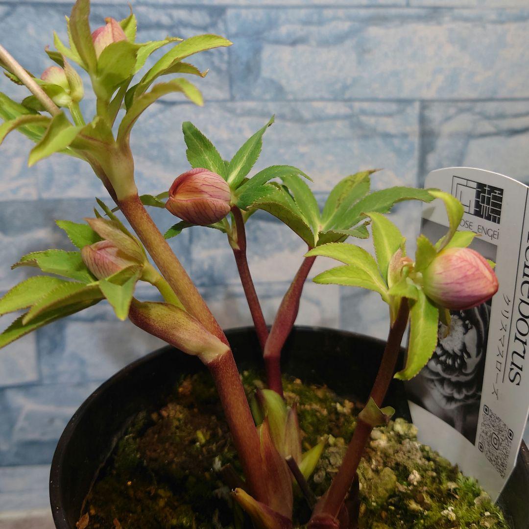 ☀️ クリスマスローズ開花株☀️ 4号ロング鉢植え ☀️