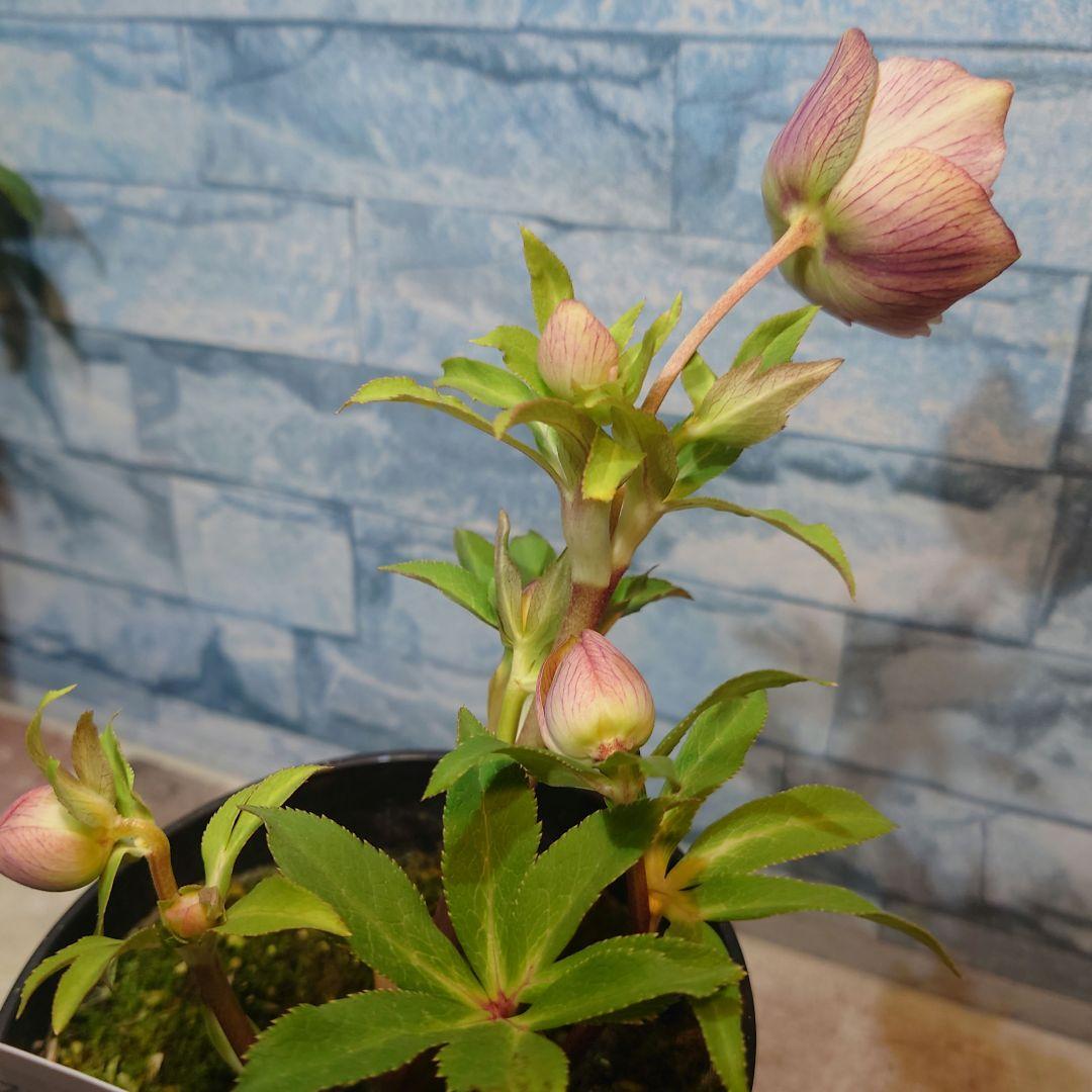 ☀️ クリスマスローズ開花株☀️ 4号ロング鉢植え ☀️