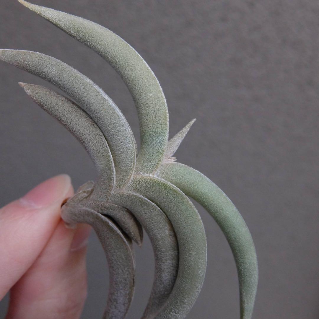 Tillandsia gilliesii 花芽つき