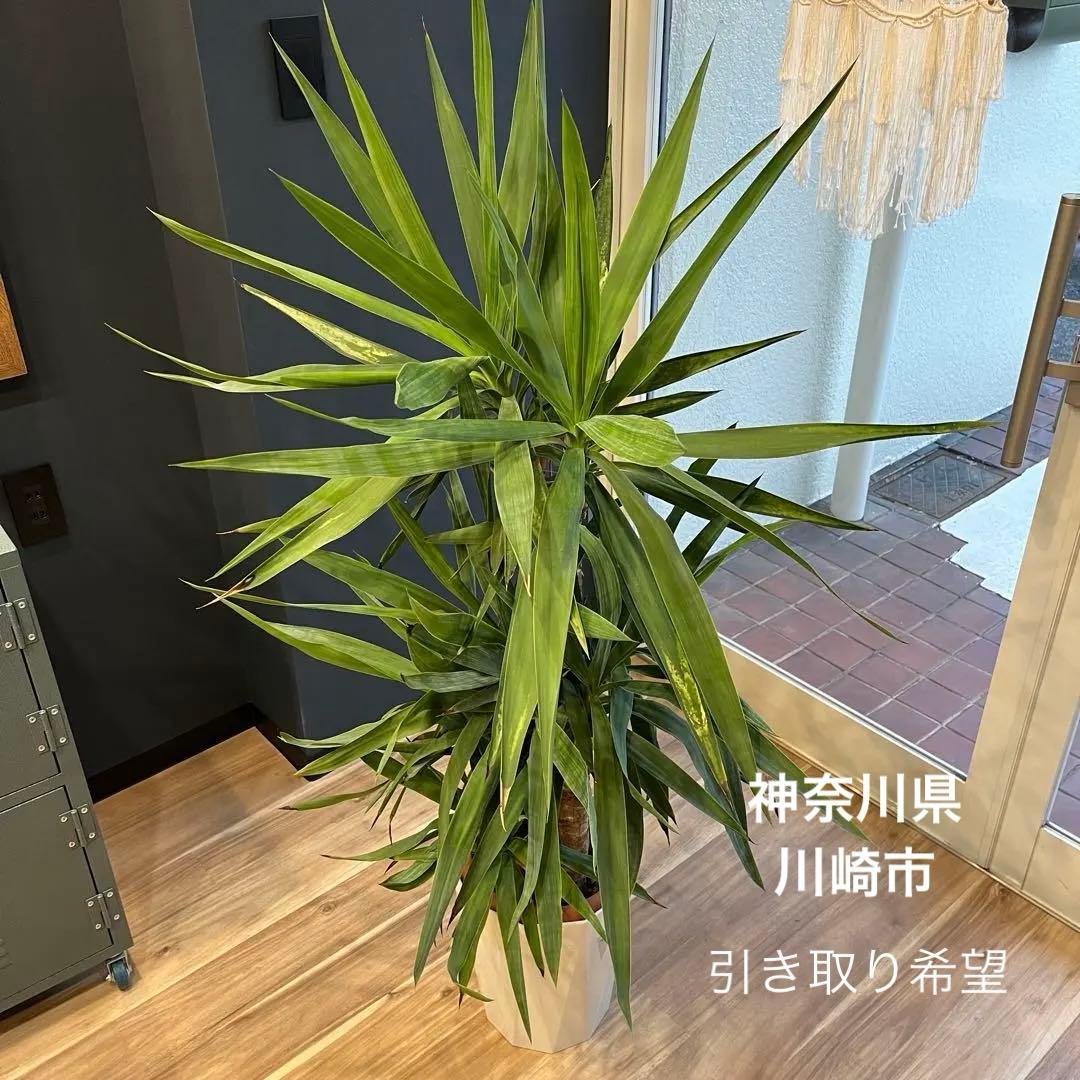 ユッカ　観葉植物　引き取り限定　神奈川県