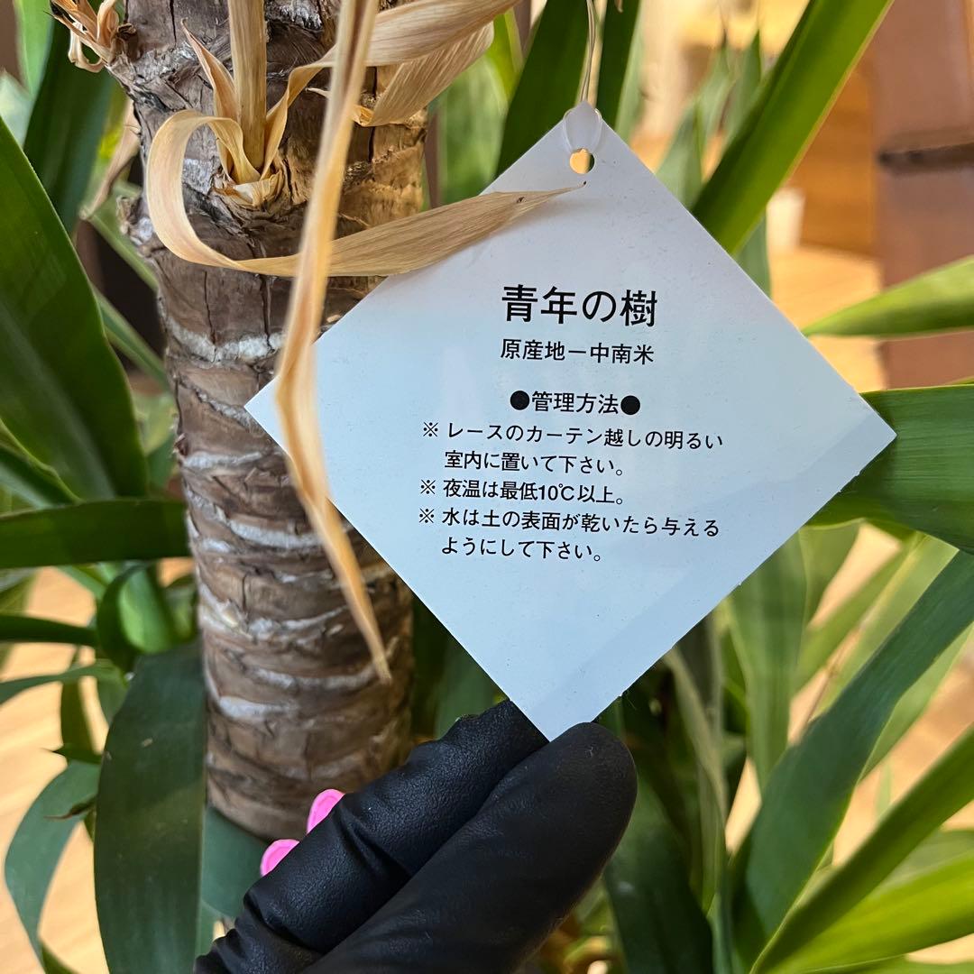 ユッカ　観葉植物　引き取り限定　神奈川県
