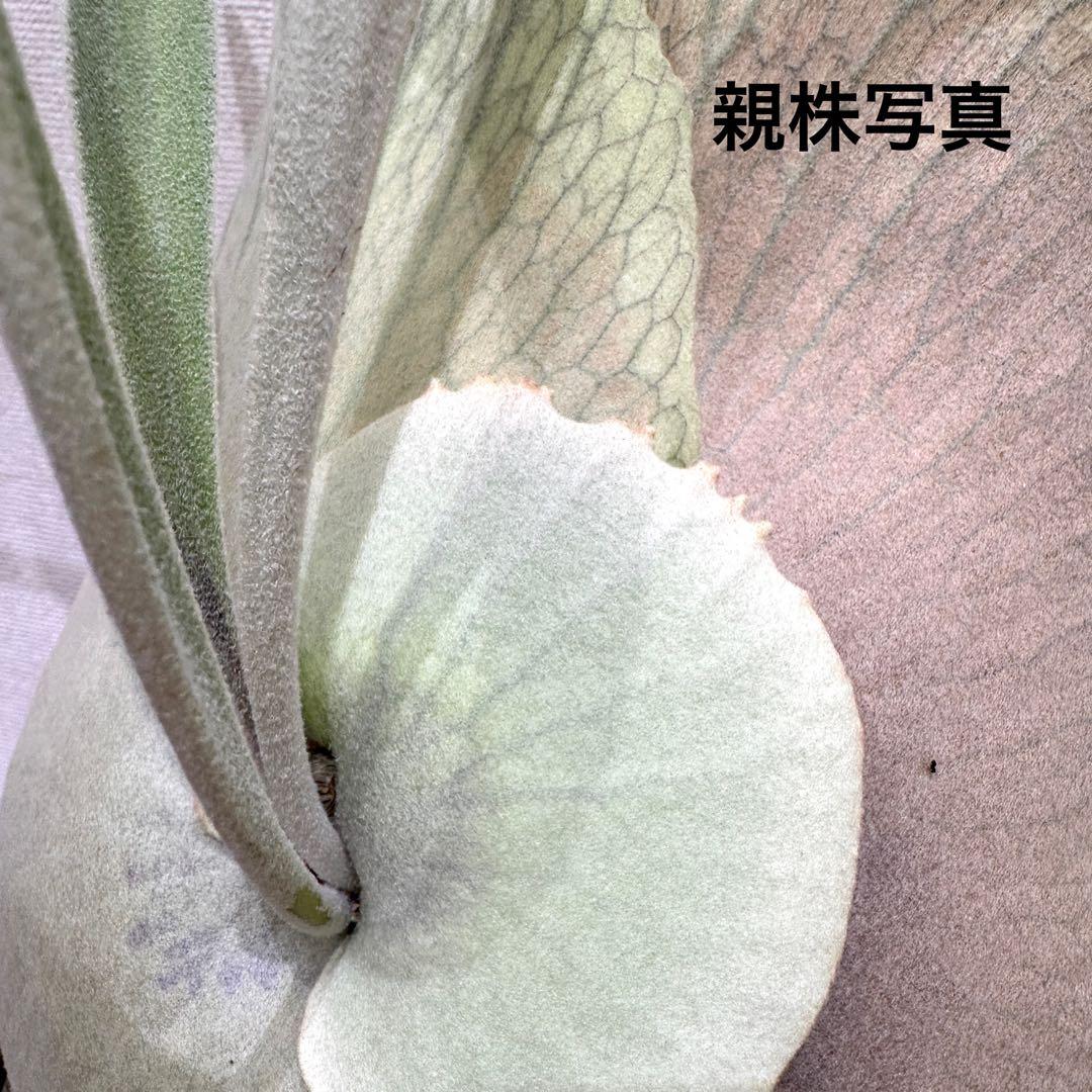 【トキントキンの一級品】veitchii wild ①