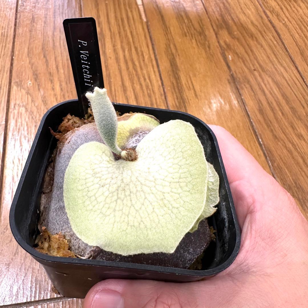 【トキントキンの一級品】veitchii wild ①
