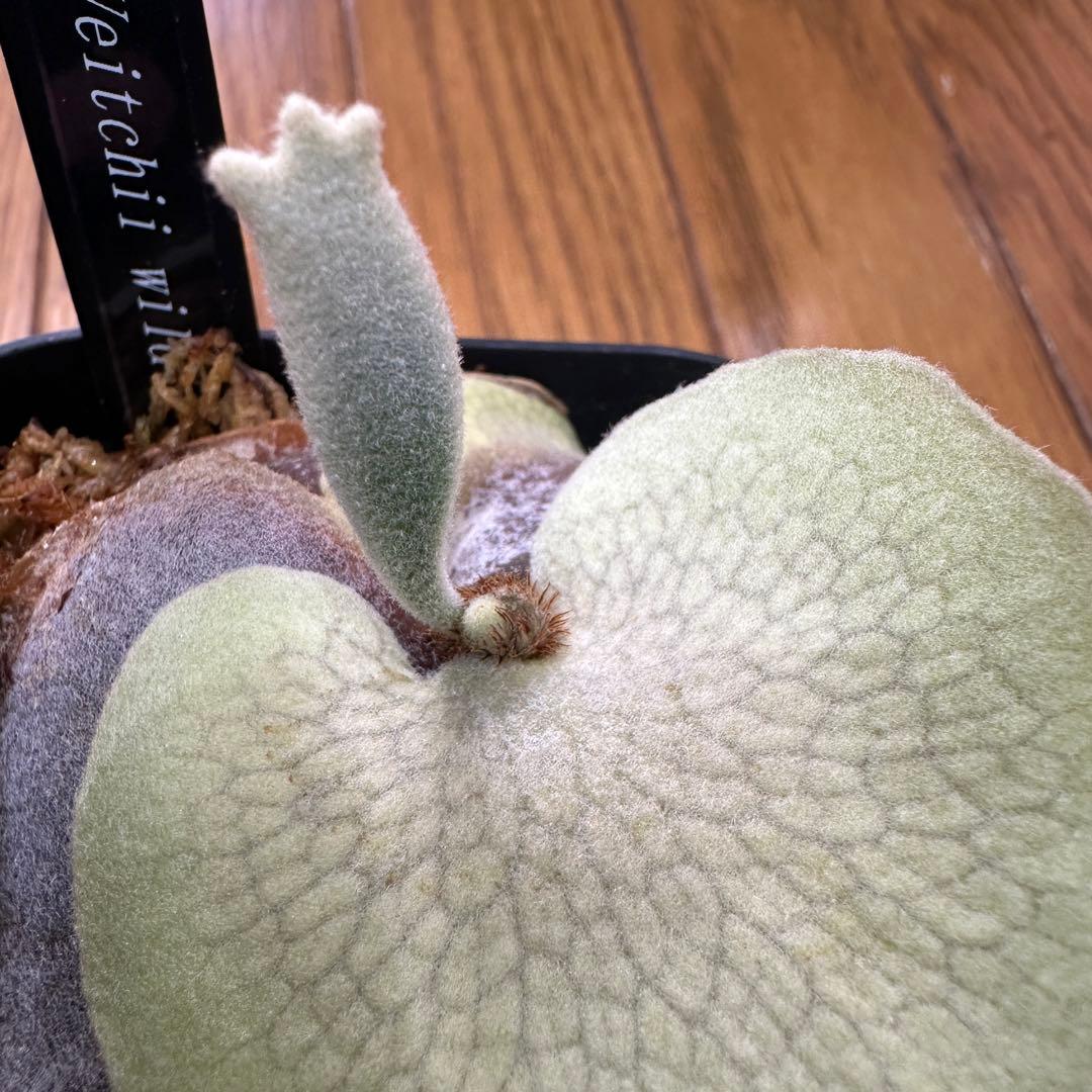 【トキントキンの一級品】veitchii wild ①