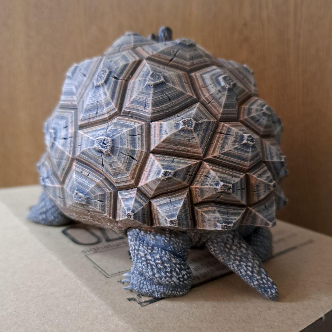 その他 ozwrt Dioscorea Nasutoceratops