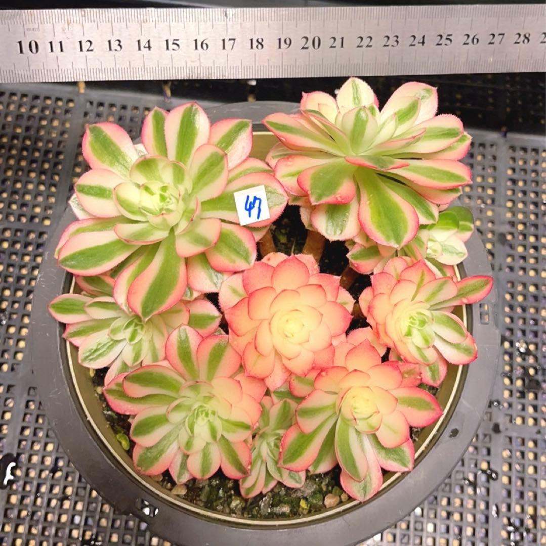 47#多肉植物アエオニウム錦❤️ハロウィンの新種変異❤️ライチ❤️9頭16cm拨き苗
