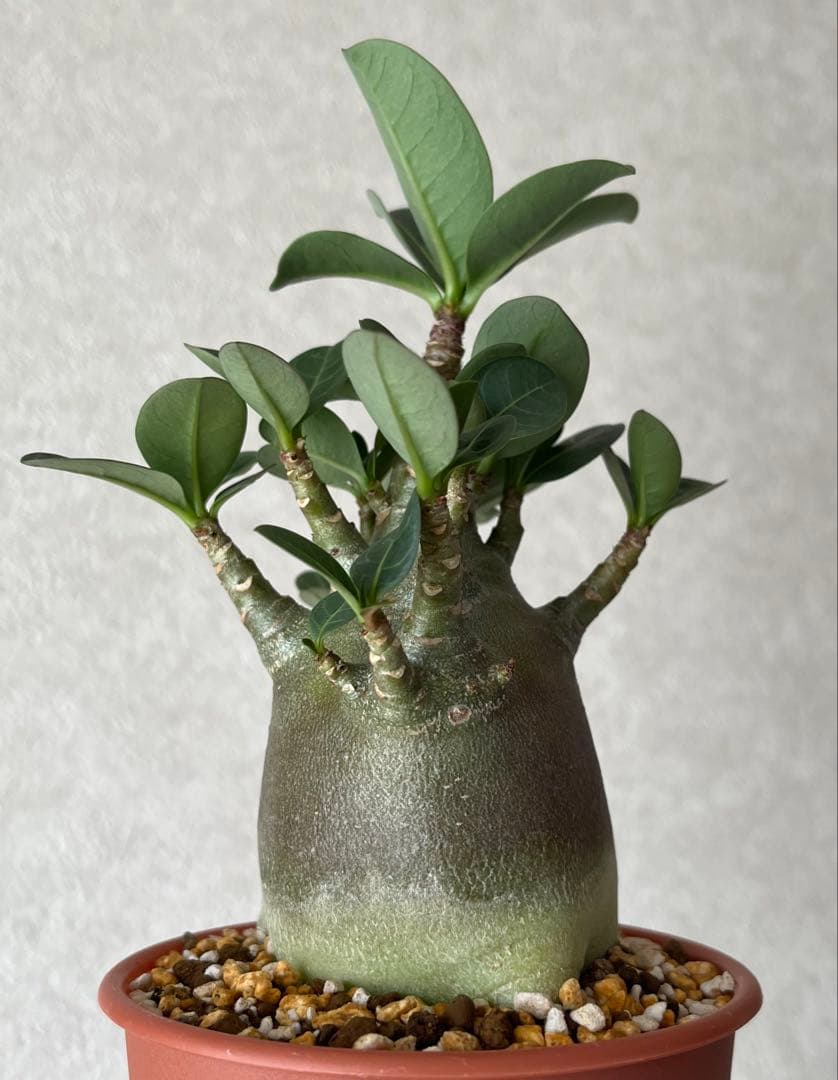 【ドワーフ/極太/塊根植物】 アデニウム アラビカム BT 鉢植え F-3