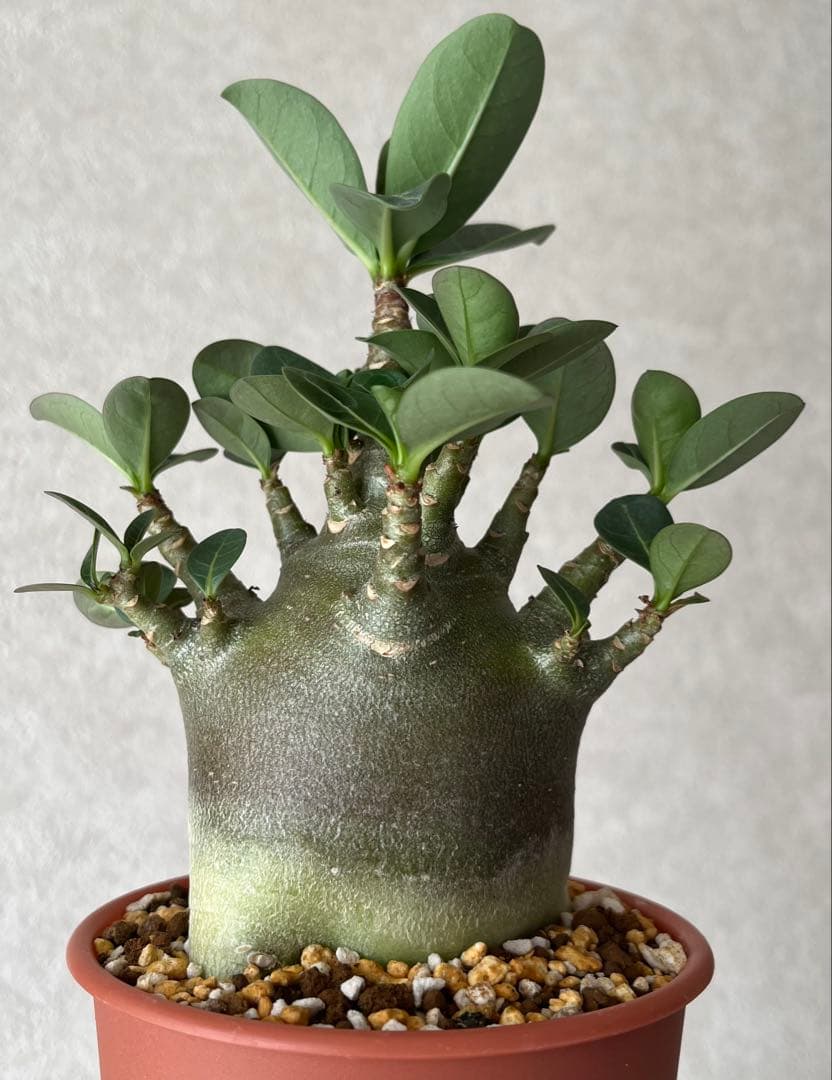 【ドワーフ/極太/塊根植物】 アデニウム アラビカム BT 鉢植え F-3