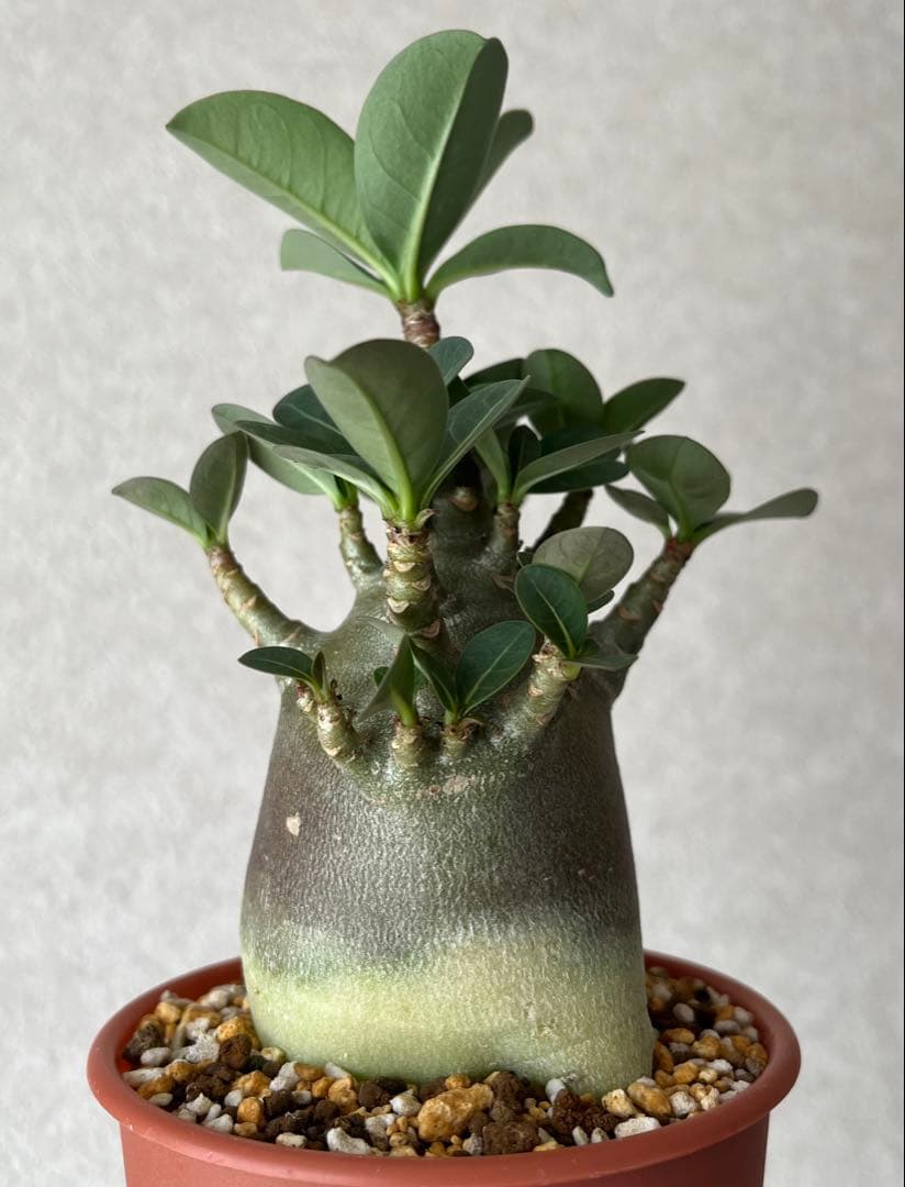 【ドワーフ/極太/塊根植物】 アデニウム アラビカム BT 鉢植え F-3