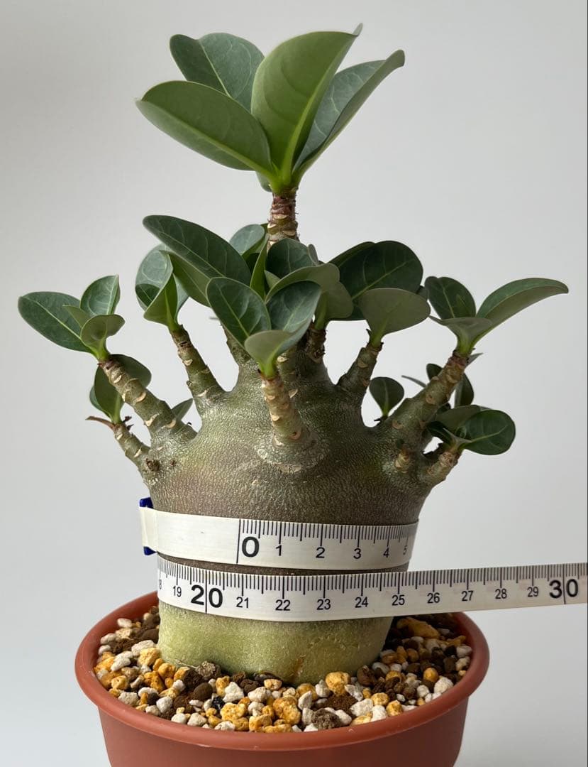 【ドワーフ/極太/塊根植物】 アデニウム アラビカム BT 鉢植え F-3