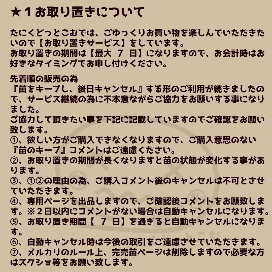 スノータワー◎多肉植物 カット苗 輸入苗 エケベリア等