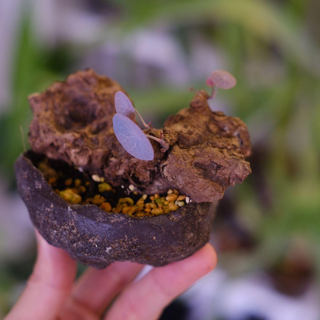 Stephania kaweesakii│ステファニア カウィーサキ│盆栽風③