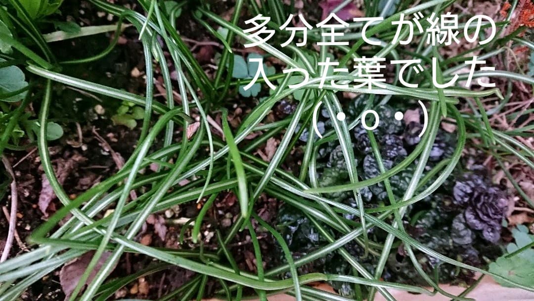 とんとんとん様♪との再会に感謝です(*^▽^*)ご確認頂けます様に☆