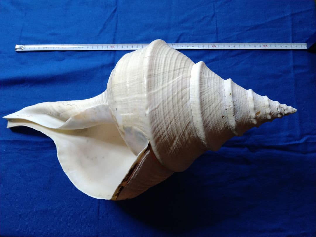 大きな巻貝 約60cm
