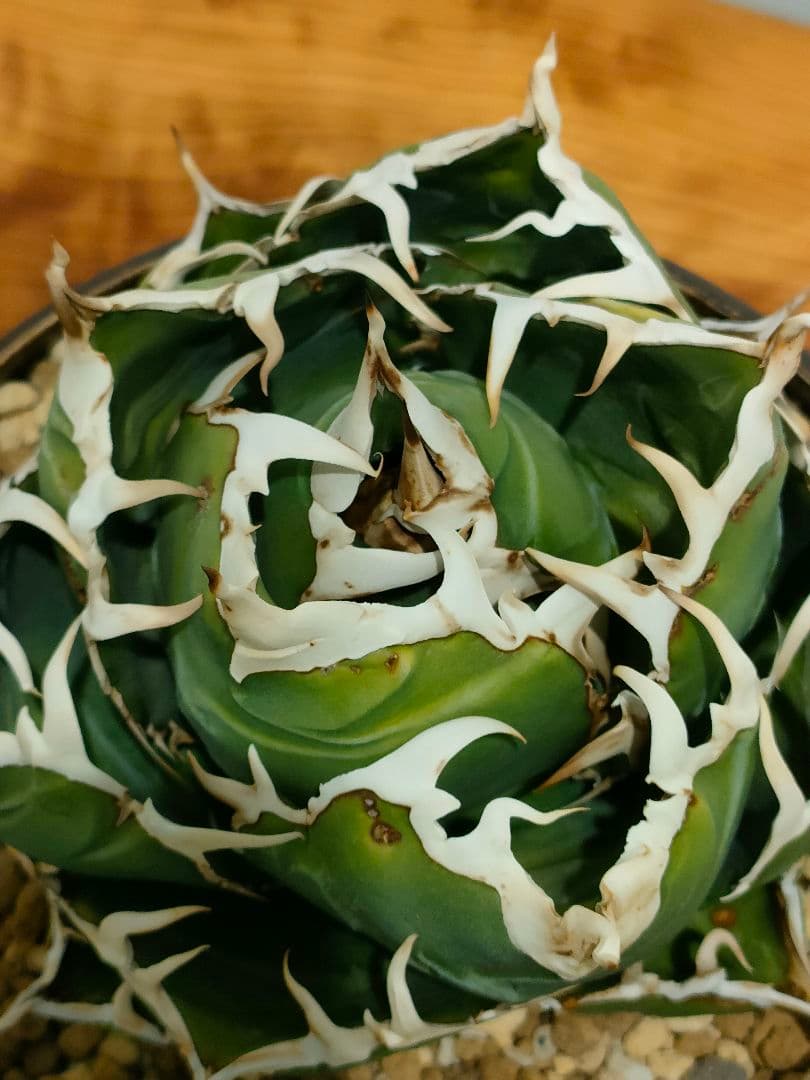 アガベ　白鯨　スーパー白鯨