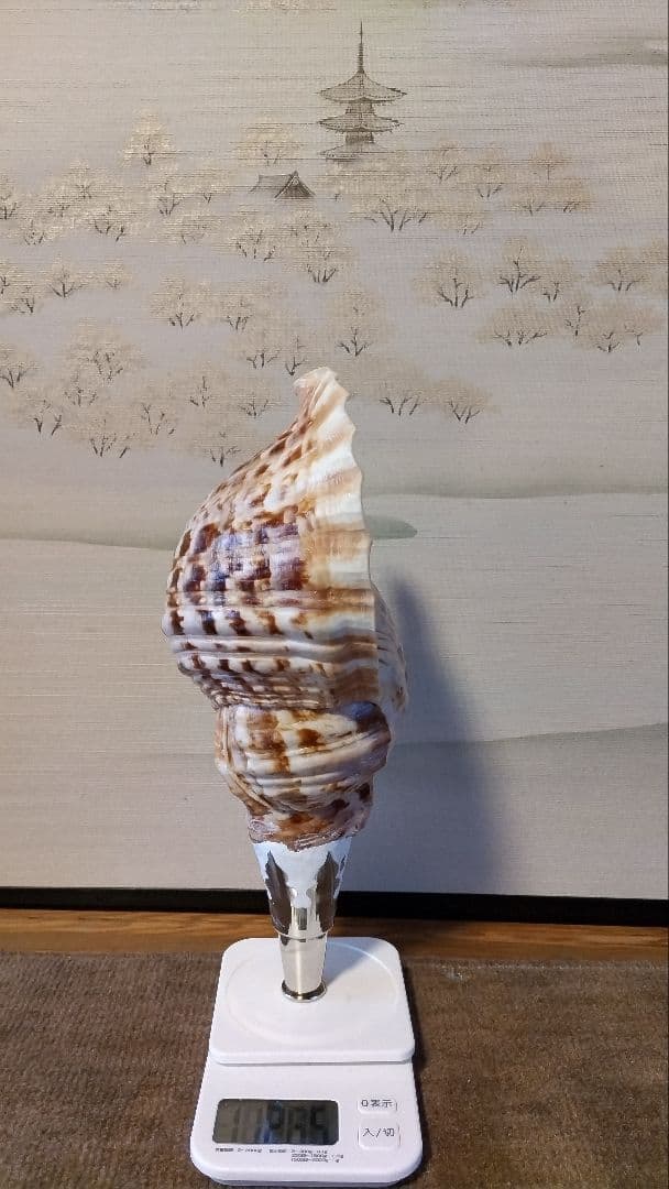 法螺貝　⑪