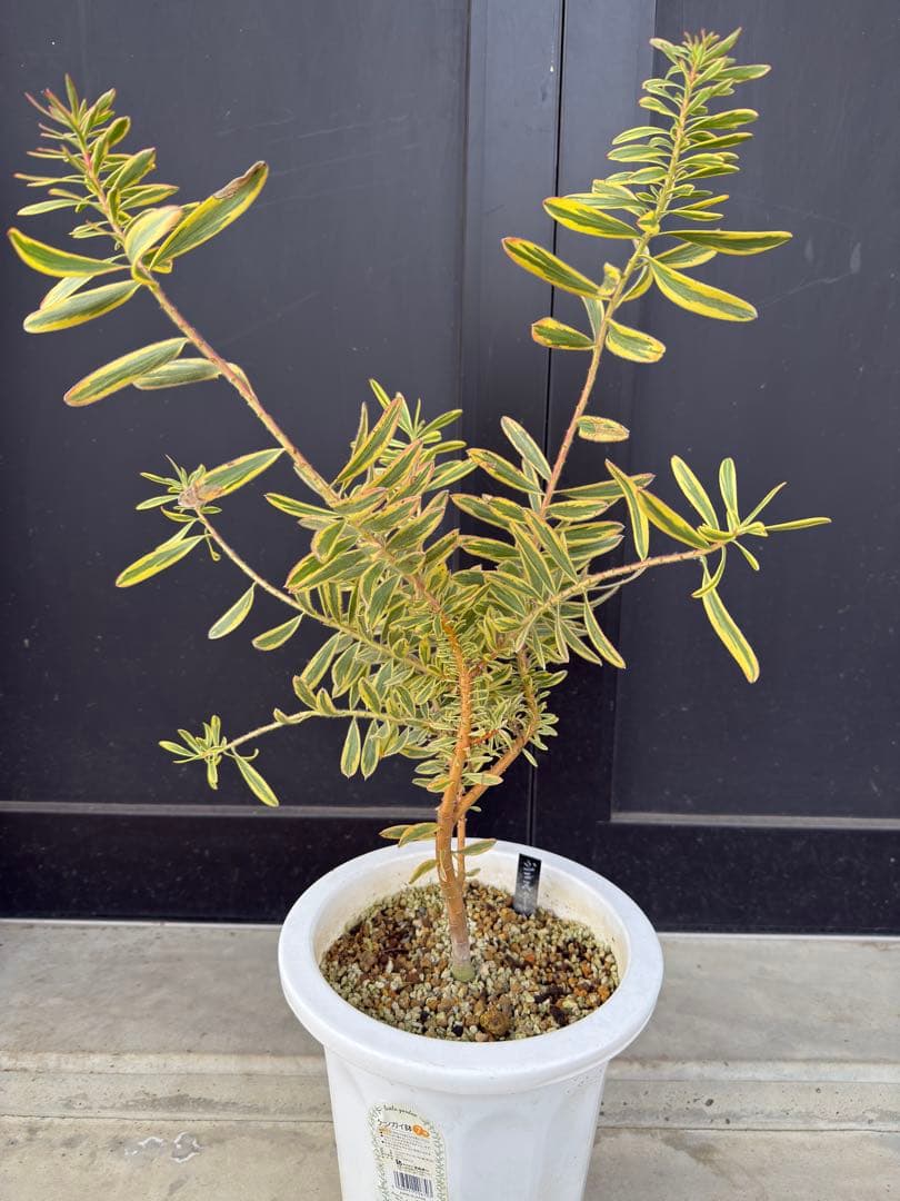 リューカデンドロン ジェスター 7号 オージープランツ ネイティブプランツ