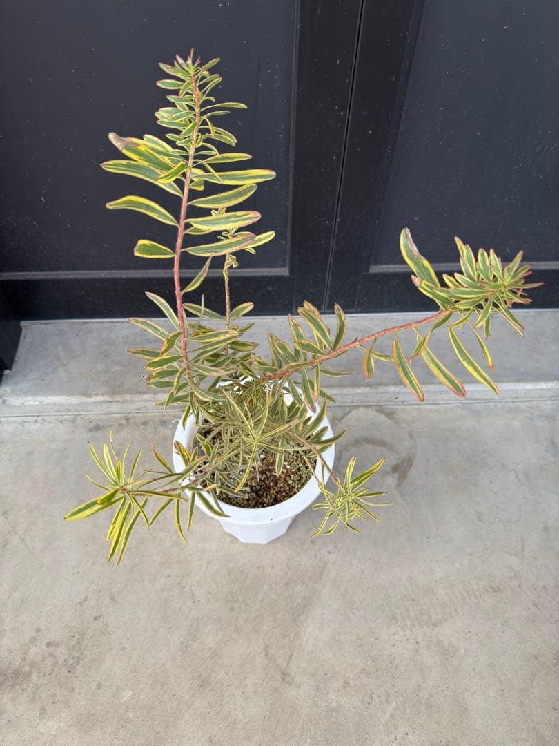 リューカデンドロン ジェスター 7号 オージープランツ ネイティブプランツ