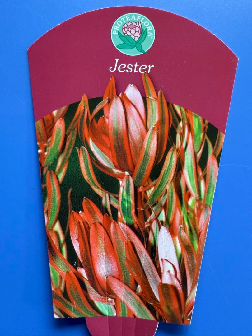 リューカデンドロン ジェスター 7号 オージープランツ ネイティブプランツ