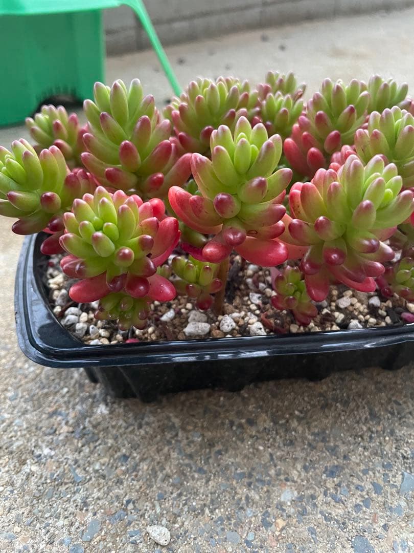 ☆ご確認用☆ 虹の玉　オーロラ