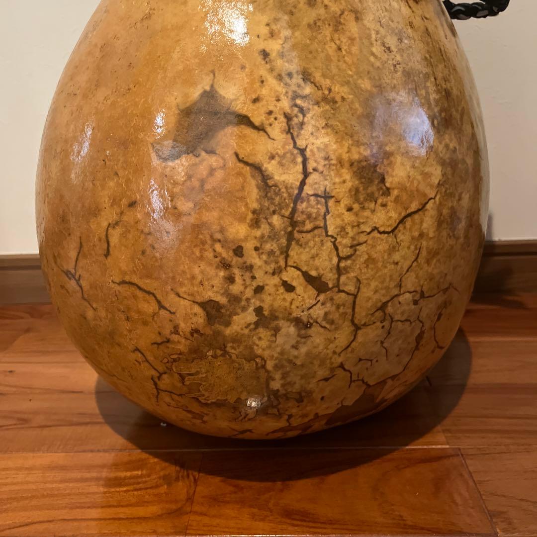 イプヘケ　67cm カウラ付き　ハワイ直輸入　新品
