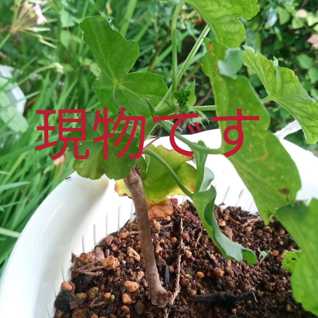 お得意　ゼラニューム　レアなお色目。真紅。