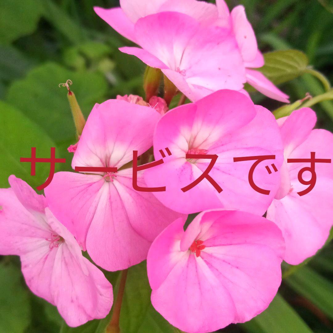 お得意　ゼラニューム　レアなお色目。真紅。