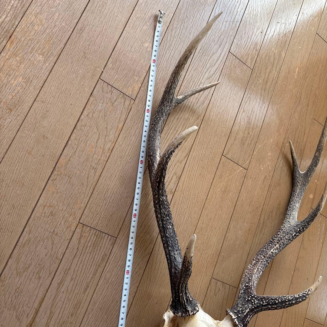 鹿の頭骨置物 全長約77cm