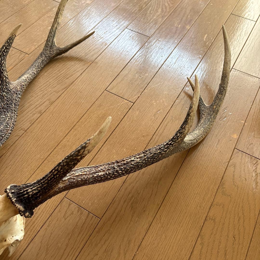 鹿の頭骨置物 全長約77cm