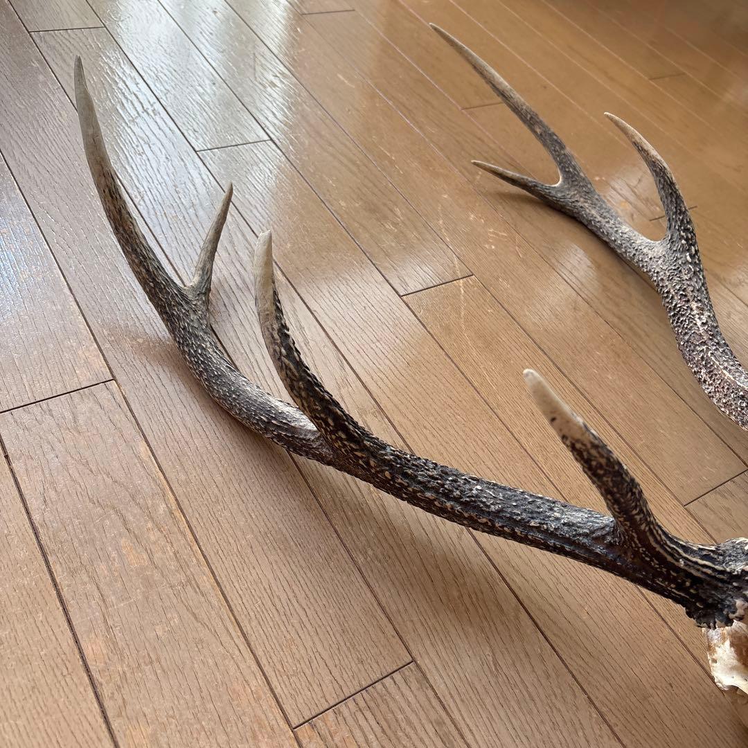 鹿の頭骨置物 全長約77cm
