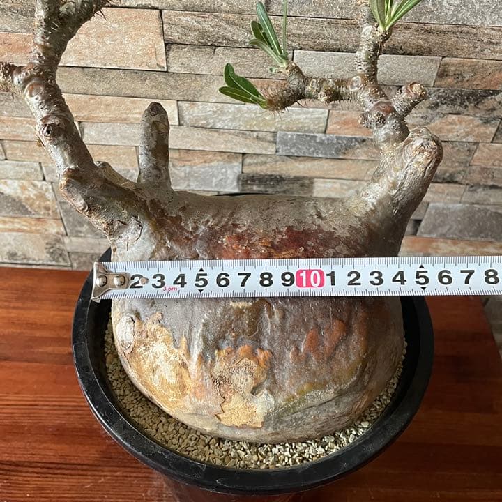 人気種　パキポディウム　グラキリス　  塊根植物　コーデックス