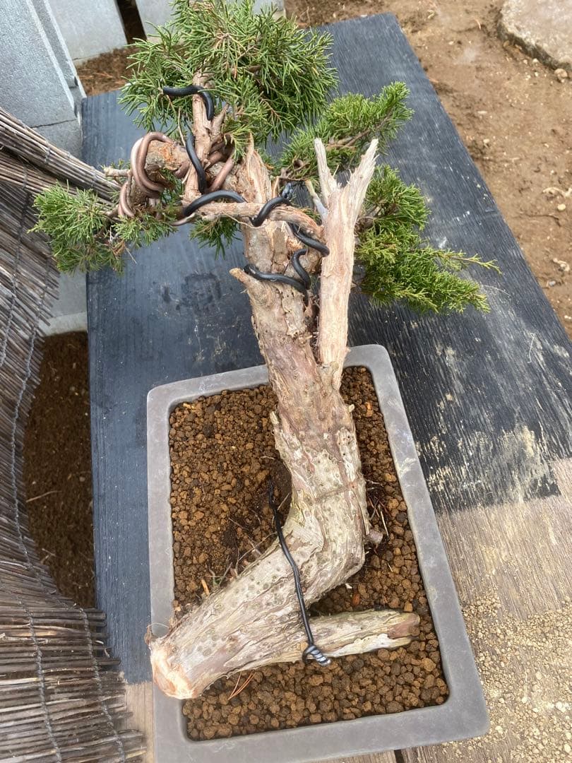 糸魚川真柏盆栽