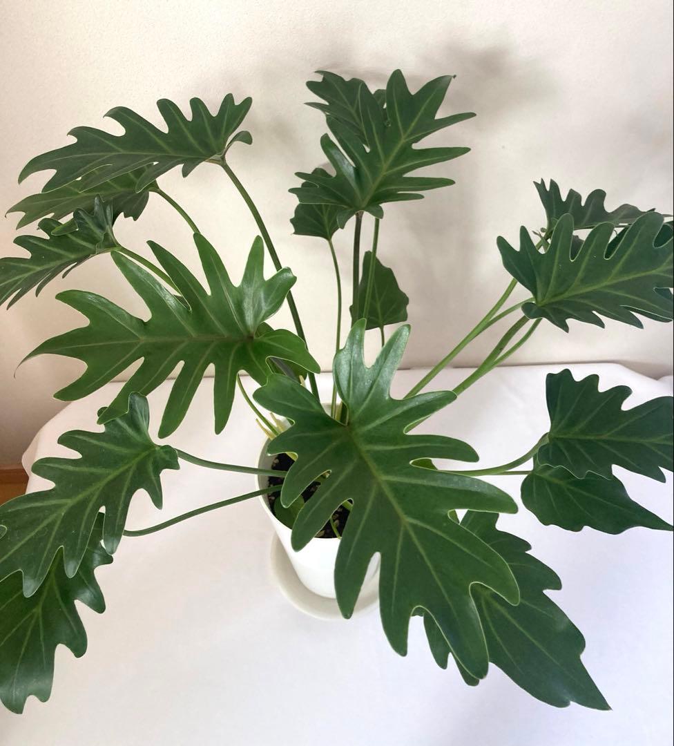 フィロデンドロン　クッカバラ② 大株‼️約59㎝　5号鉢　メルカリ便※鉢ごと発送‼️