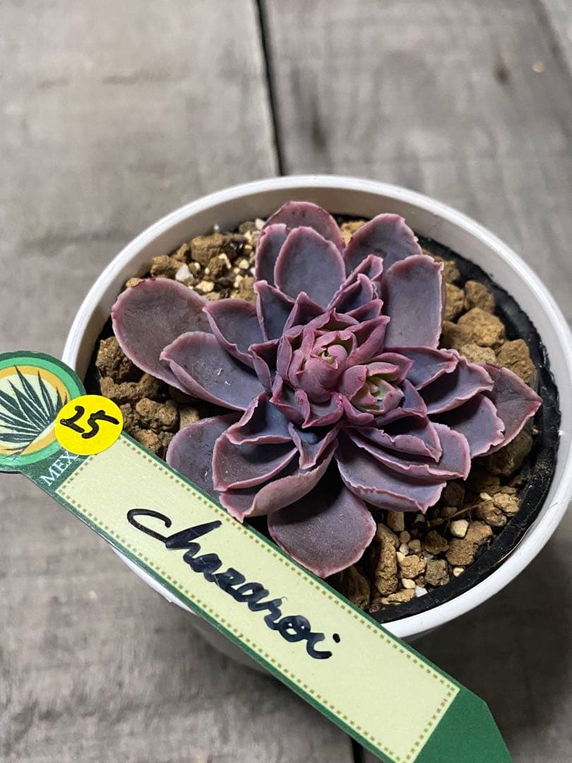 追加25 希少　原種　チャザロイ　Echeveria chazaroi