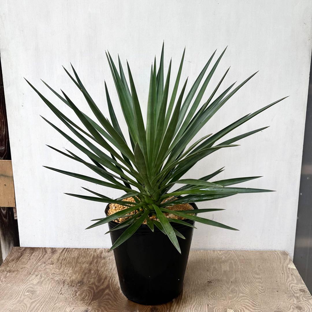 \"Yucca aloifolia \"ユッカアロイフォリアドライガーデン ユッカ