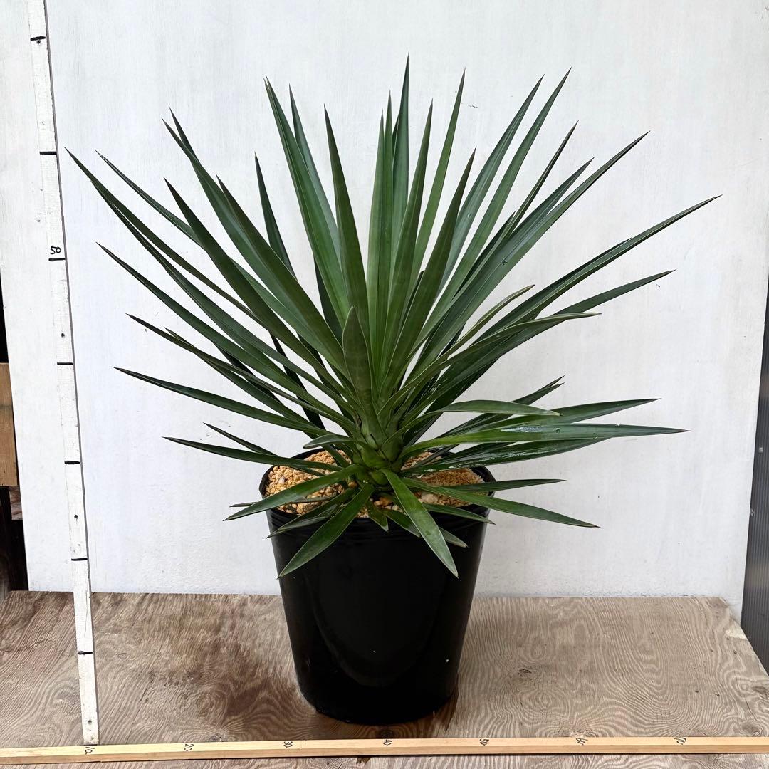 \"Yucca aloifolia \"ユッカアロイフォリアドライガーデン ユッカ