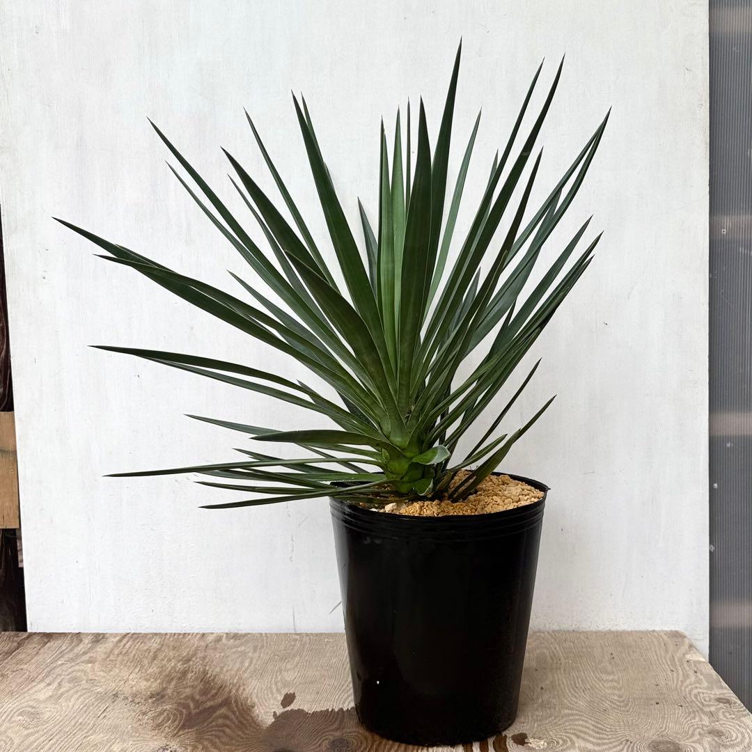 \"Yucca aloifolia \"ユッカアロイフォリアドライガーデン ユッカ