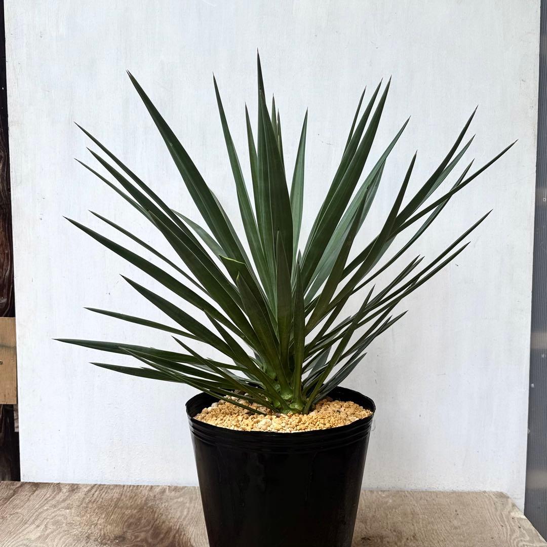 \"Yucca aloifolia \"ユッカアロイフォリアドライガーデン ユッカ