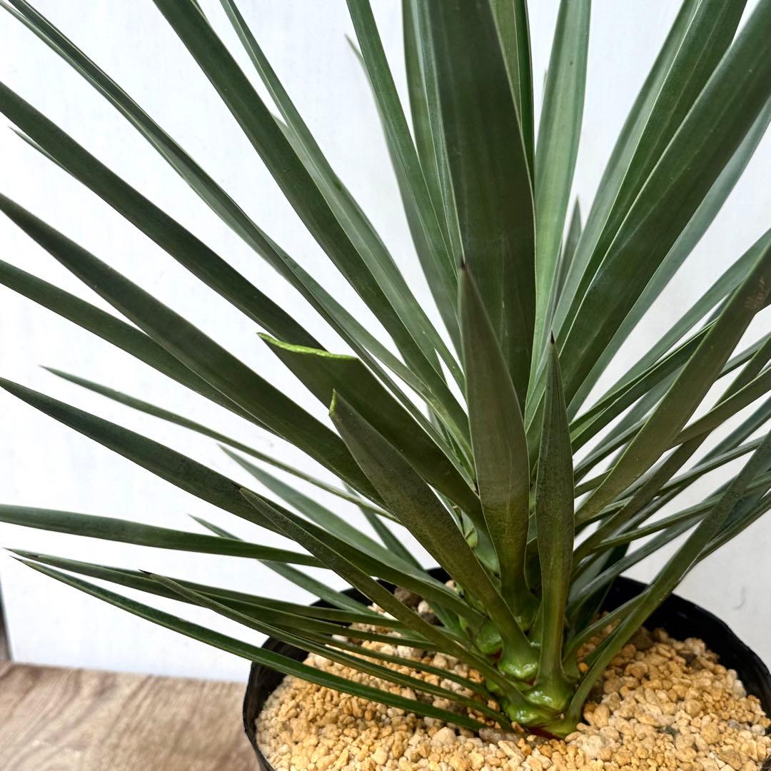 \"Yucca aloifolia \"ユッカアロイフォリアドライガーデン ユッカ