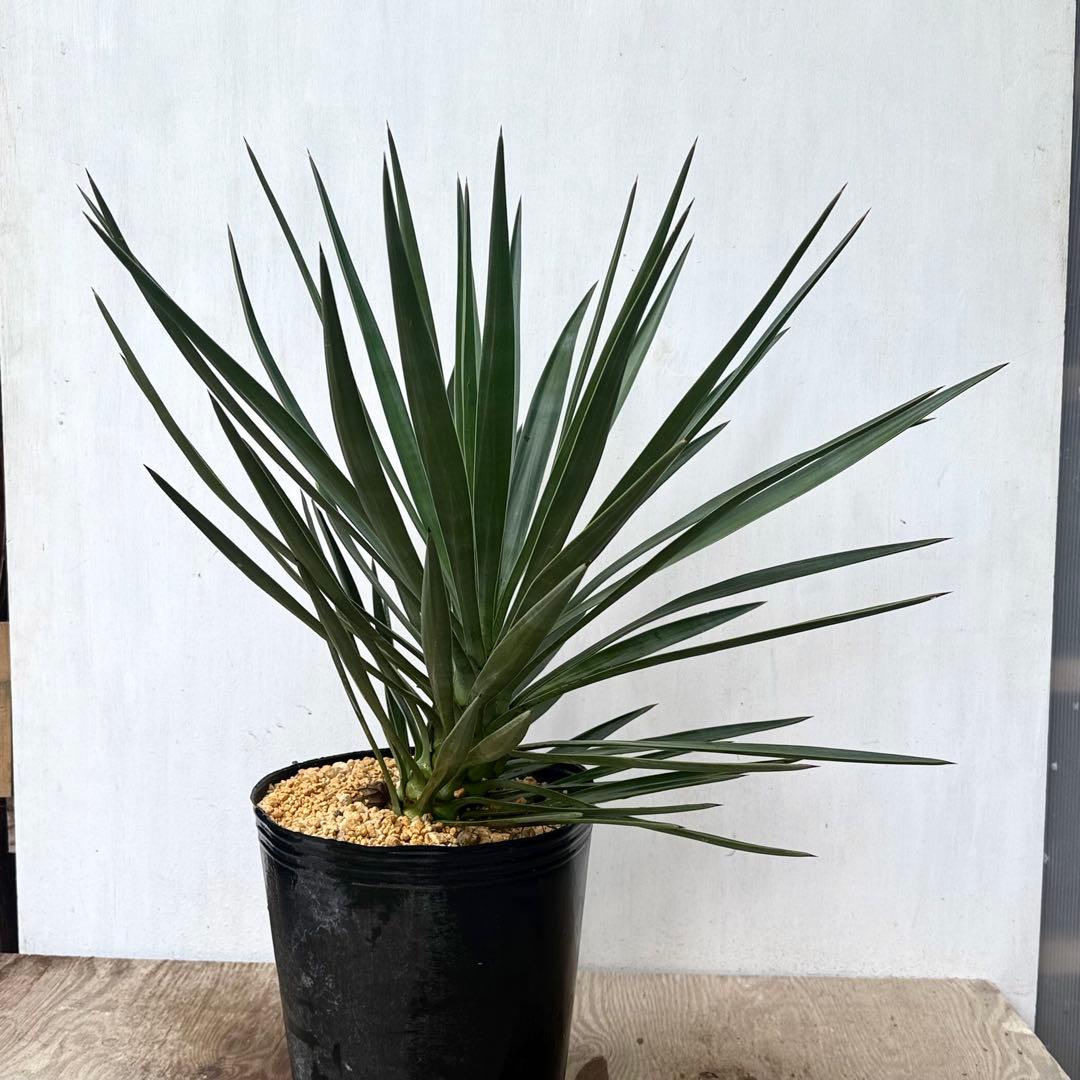 \"Yucca aloifolia \"ユッカアロイフォリアドライガーデン ユッカ