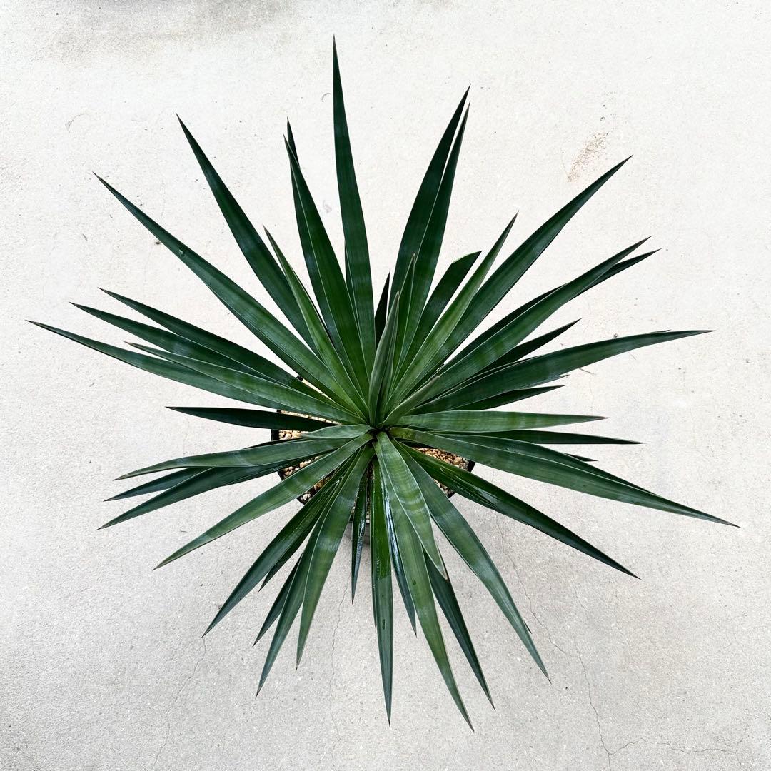 \"Yucca aloifolia \"ユッカアロイフォリアドライガーデン ユッカ