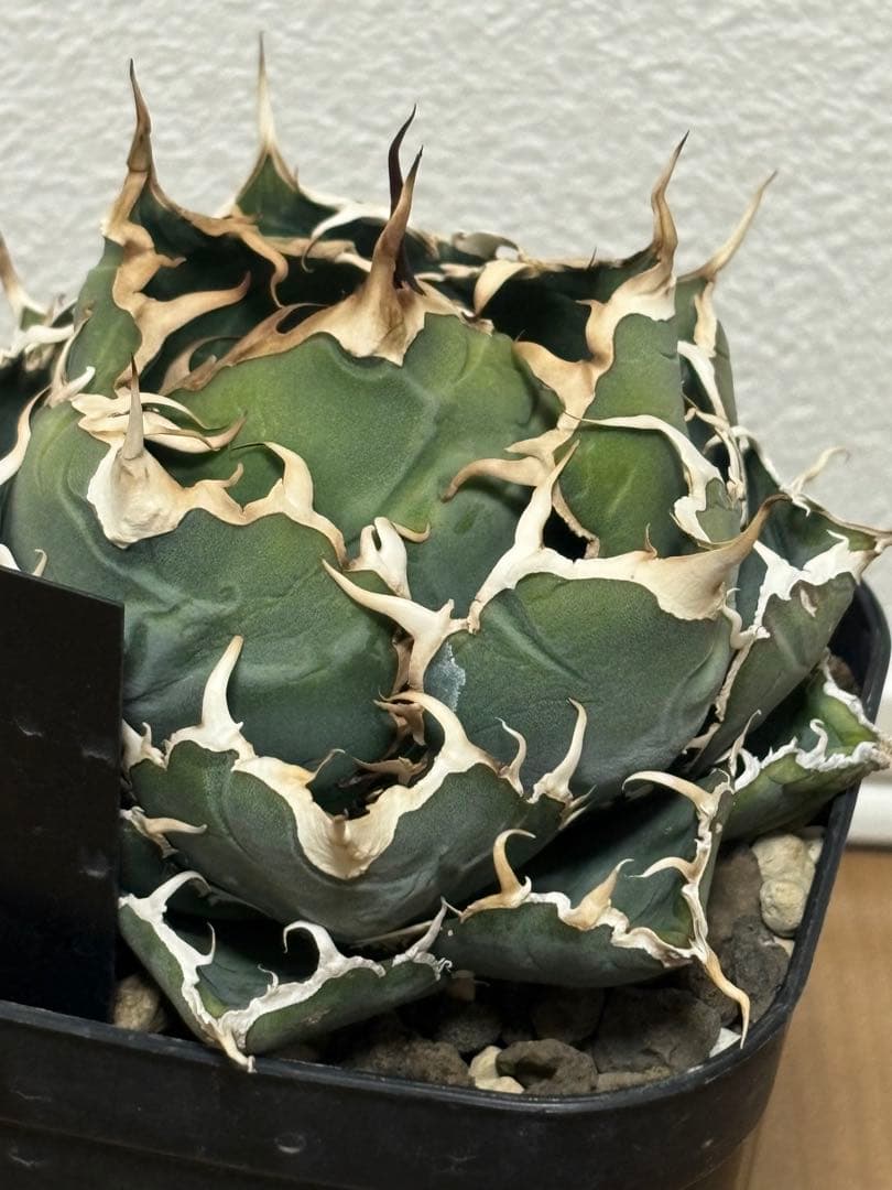 白鯨　アガベ